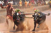 Decision to continue Kambala is contempt of SC directives - AWBI